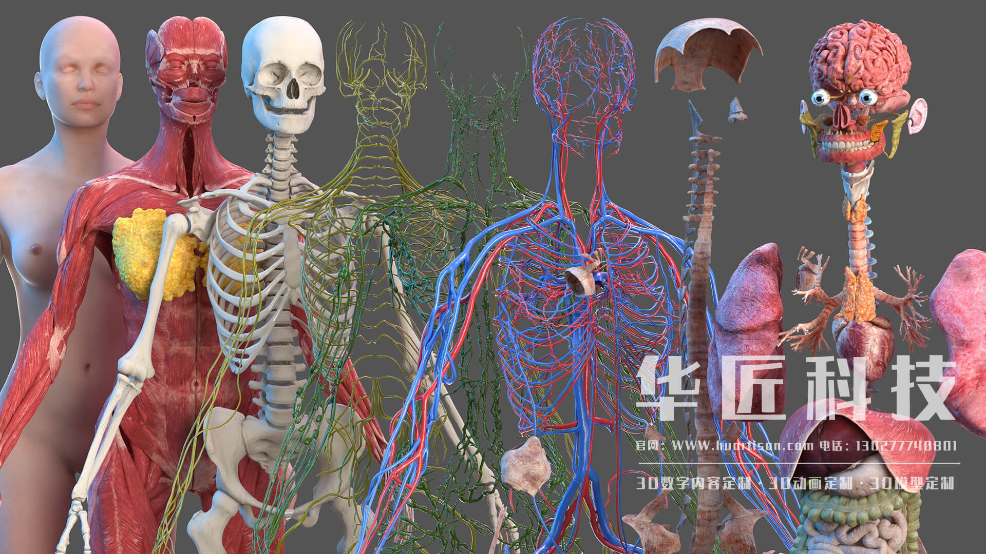 三维人体解剖模型